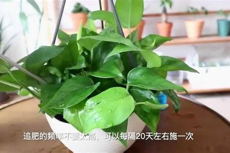 怎样养花能让花的叶子更绿
