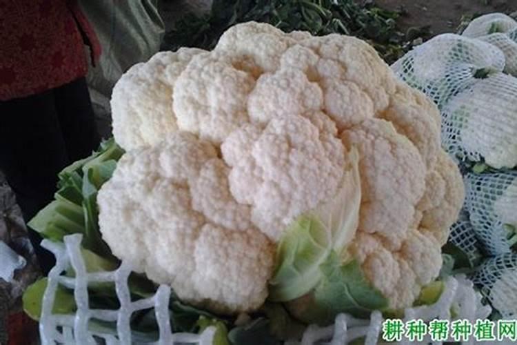 油菜需要喷硼肥吗？什么时候喷合适呢？