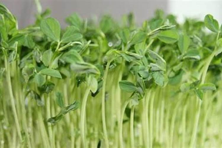 碗豆苗用什么肥料