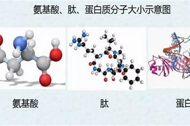 多肽和氨基酸是什么关系？