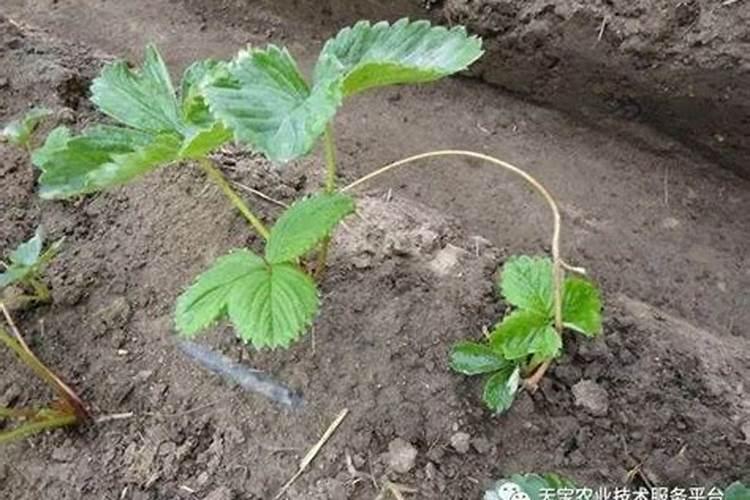 什么是铵态氮肥