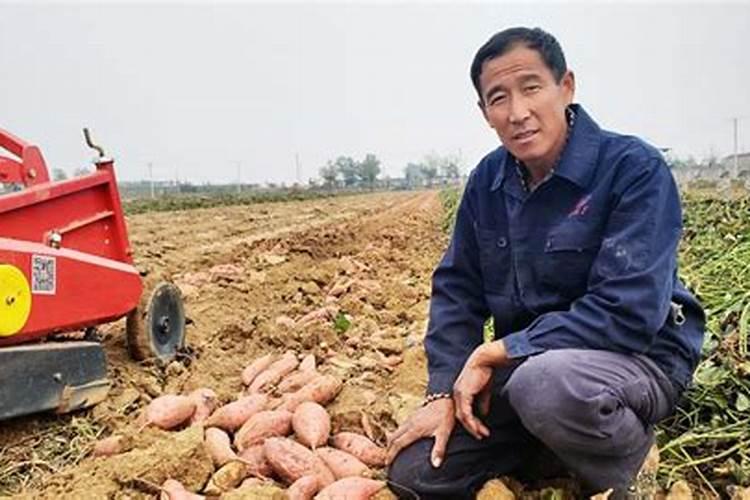 一亩红薯用多少复合肥,施什么肥料好