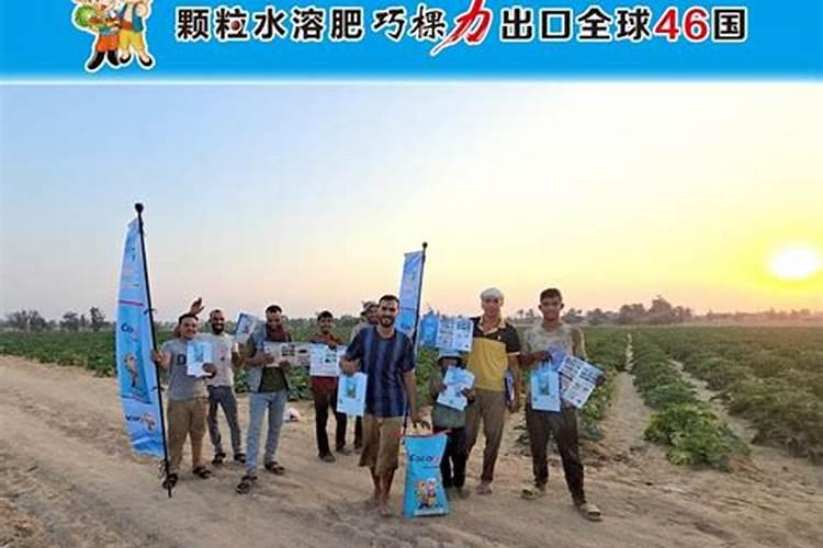 有机肥与水溶肥混合施？