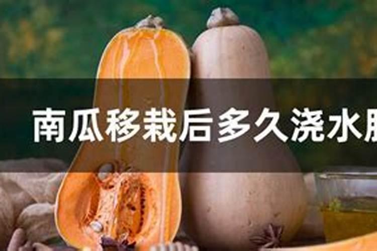 南瓜多久施一次肥