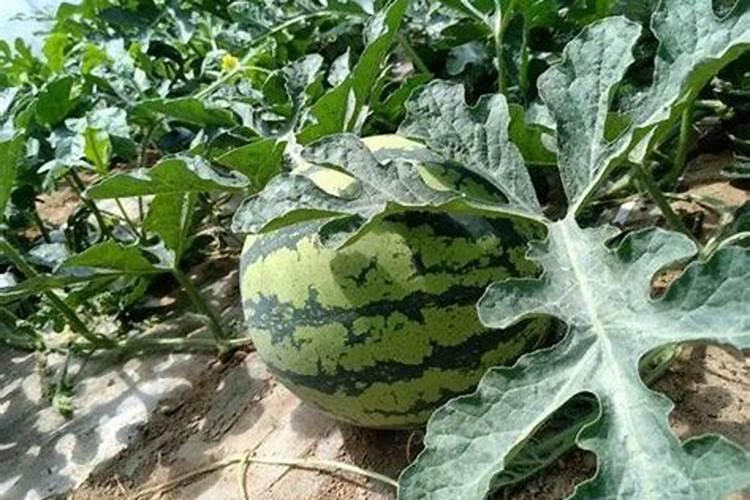 西瓜用什么肥料好