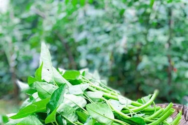 空心菜黄叶用什么肥和药