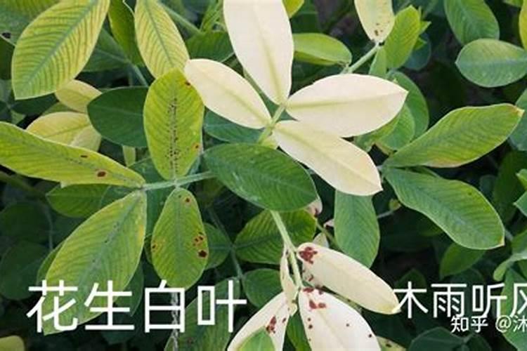花生苗叶子枯黄怎么样花生苗叶子发黄怎么办