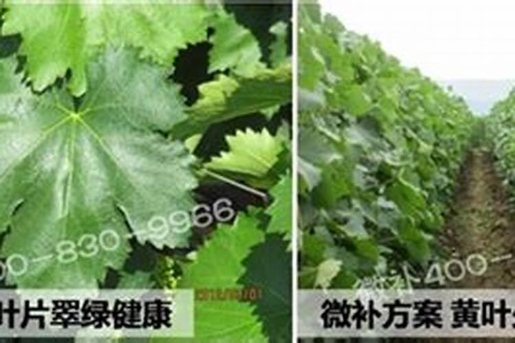 葡萄膨大期施肥诀窍