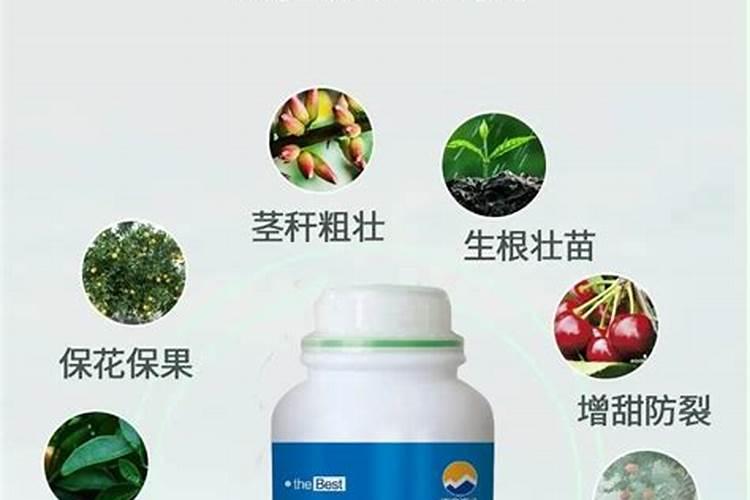 李树花期管理技术 李子树怎么施肥修剪