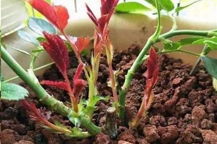 芸苔素浓度多少 月季