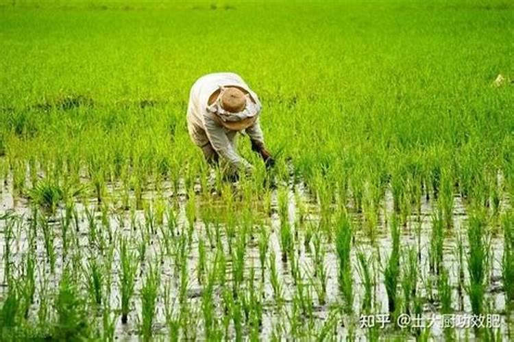 水稻用什么复合肥好