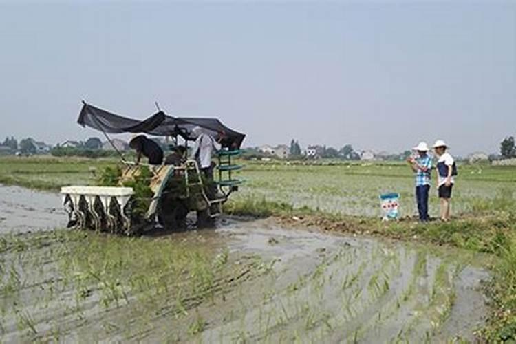 水稻施肥时间和用量