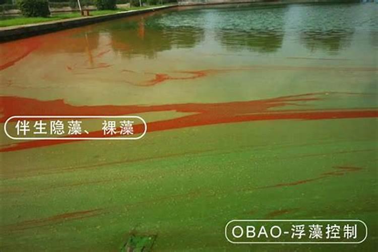 藻类植物在生物圈中,人类生活中有何作用 藻类植物在