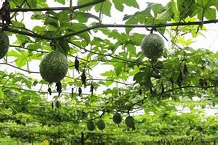 中国南方在广西地区可以种植哈蜜瓜吗？