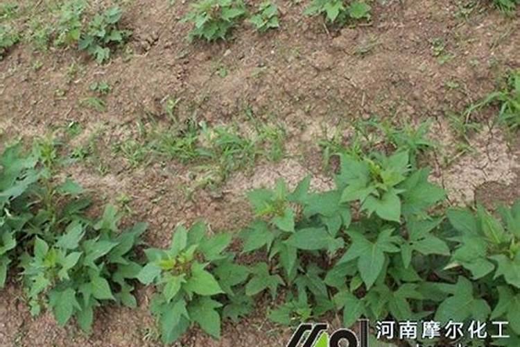红薯后期如何施肥