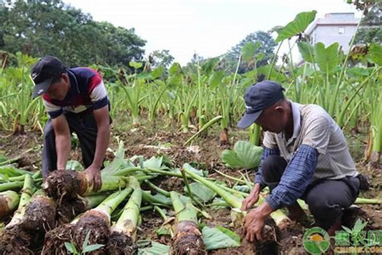 芋头施肥时间和方法