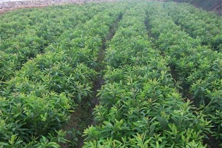 东魁杨梅现在能施肥吗？