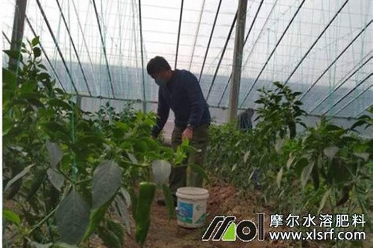 水溶肥后多久能浇水