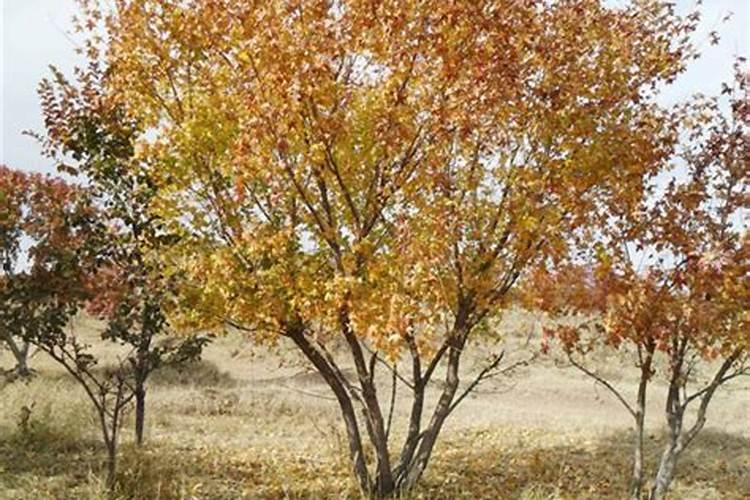 五角枫的浇水与施肥