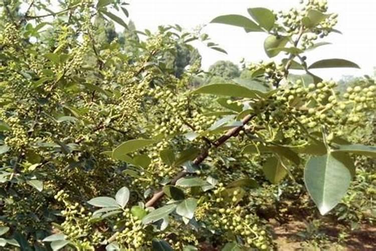花椒树施什么肥较佳