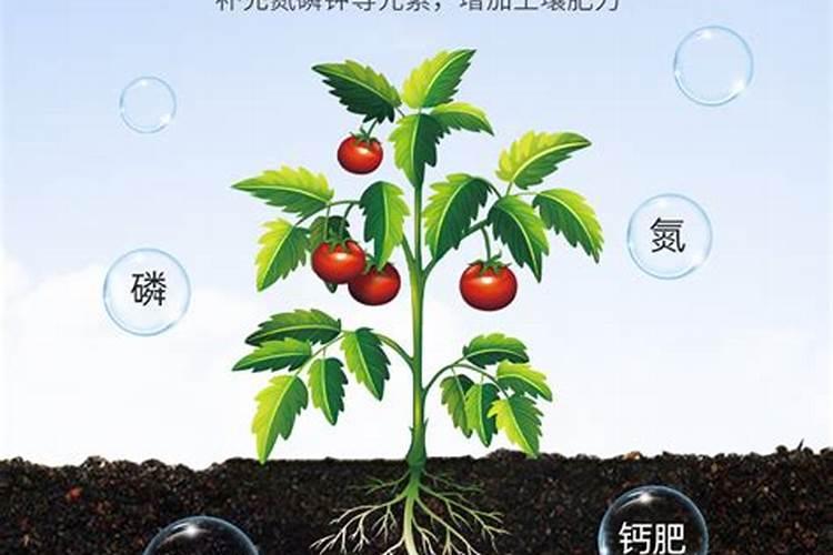 阳台种菜施什么肥料好