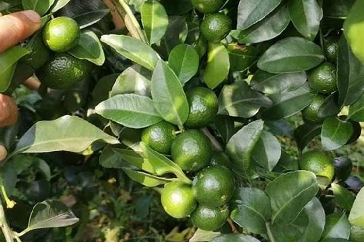 芒果开花结果期种植管理如何做？芒果开花坐果期用什么肥料好