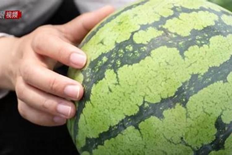 西瓜结果后多久施一次肥