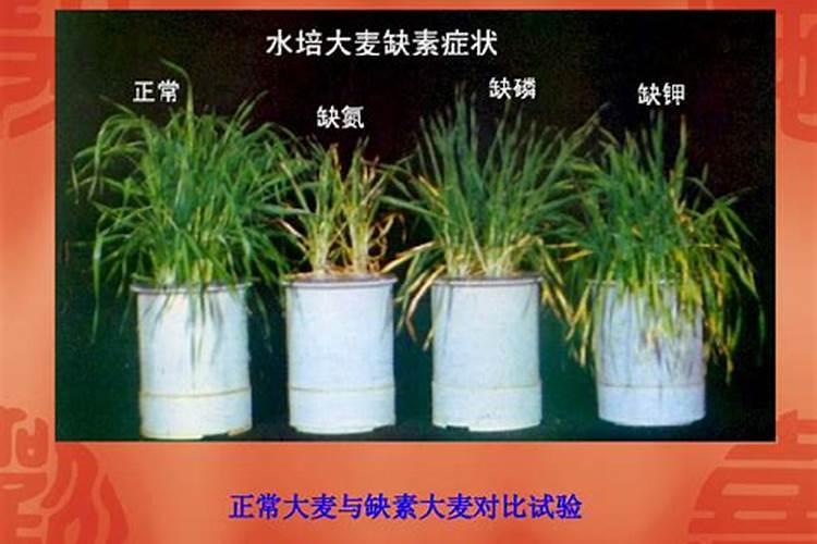 氮肥是什么肥料