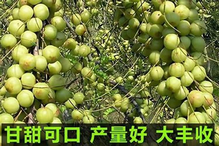 柑橘喷施叶面肥有哪些讲究？
