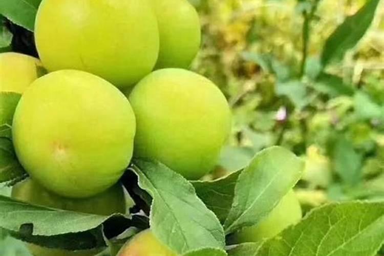 三月李种植产量怎样才高产