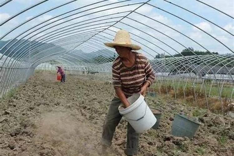 有机肥使用草坪可以吗用不用马上浇水