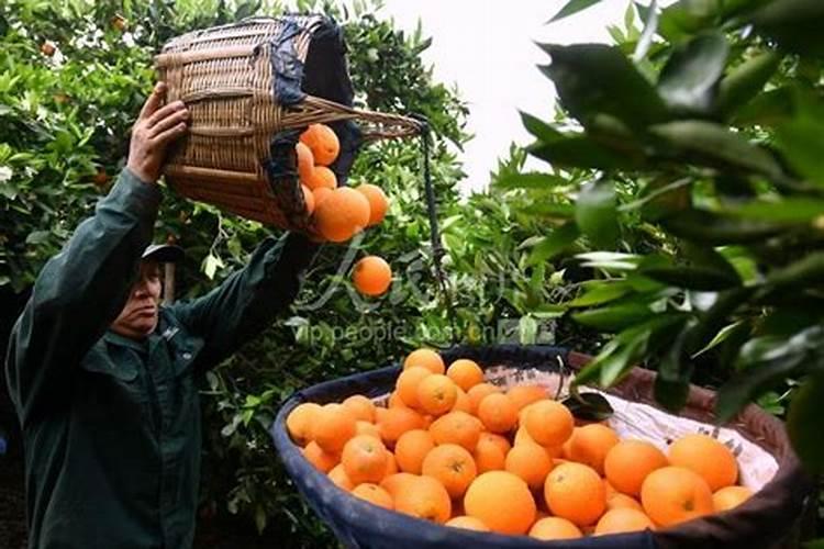 水溶肥相比于传统肥料有哪些优缺点？