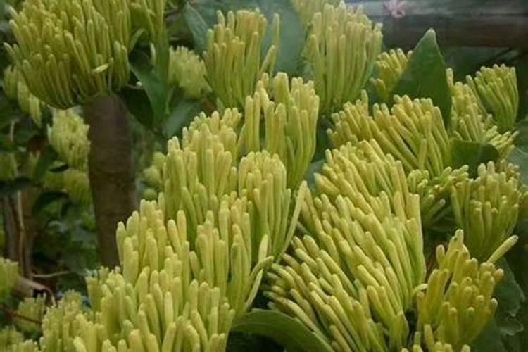 金银花用复合肥可以吗
