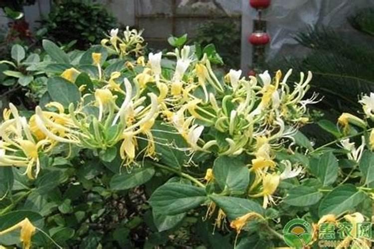 金银花用复合肥可以吗