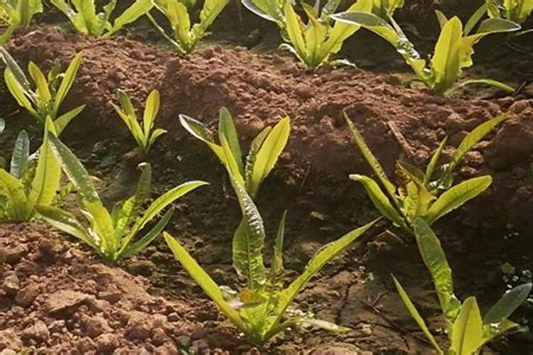 哪种肥料施加给莴笋能使其又粗又大