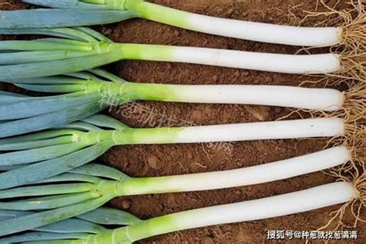 种大葱用什么肥料好