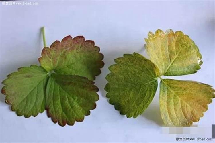 植物磷肥过量叶片特征 对植物生长的影响