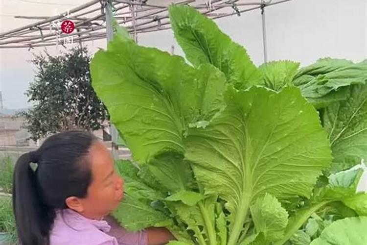 种植芥菜应该如何施肥？芥菜施肥技术!