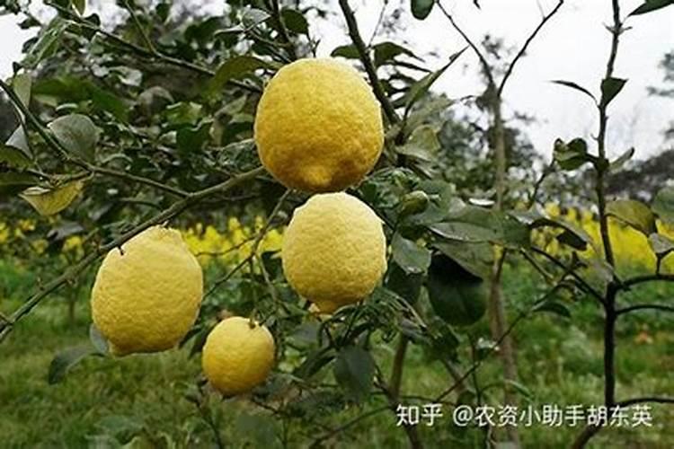 广东香水柠檬打药在什么时候最佳呢,那时候打药最乖的？
