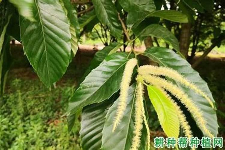 熟栗子放时间长了太硬,再煮煮管用？