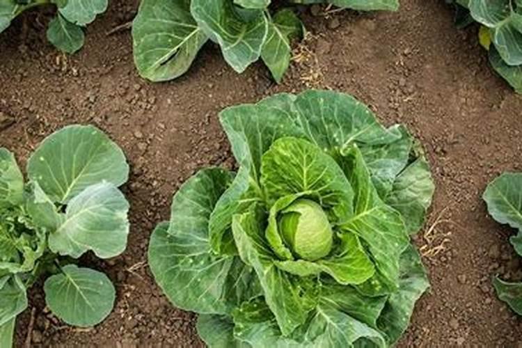 包心菜施什么肥最好