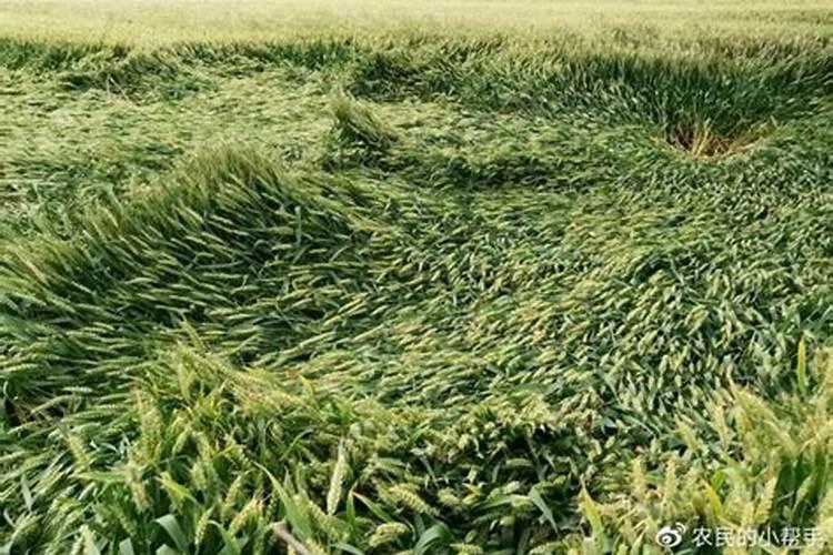 小麦抗倒伏是什么意思 小麦后期倒伏如何补救