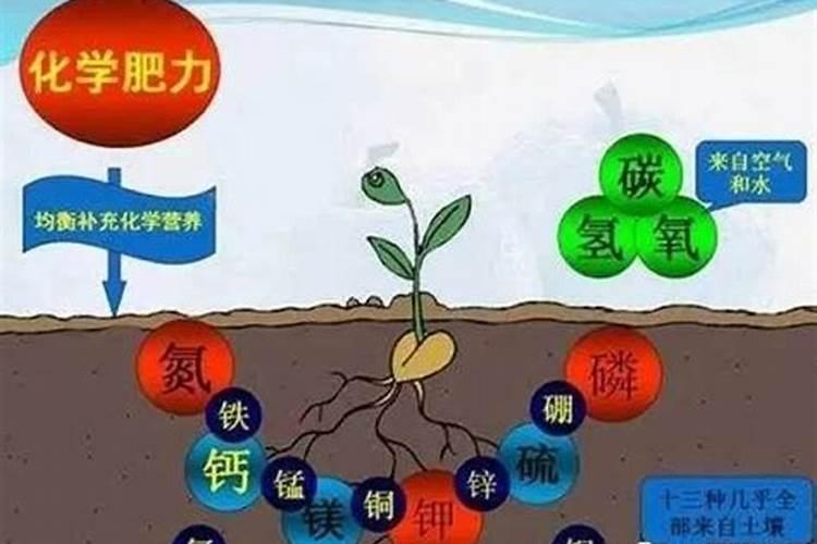 家庭天然硼肥有哪些