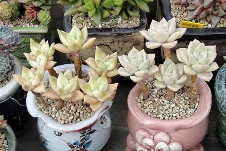 给多肉植物施肥过多会导致死亡吗