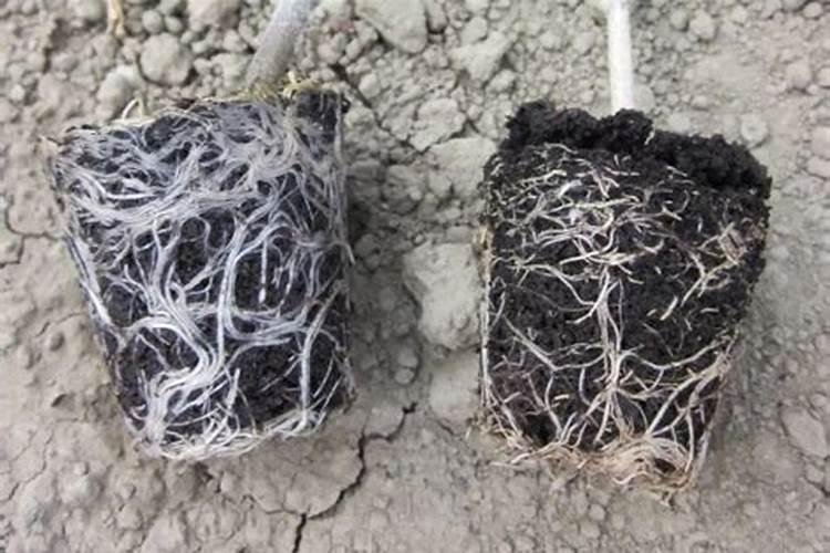 生根有机碳菌肥的功能特点