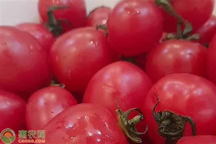 西红柿追肥用什么肥料好