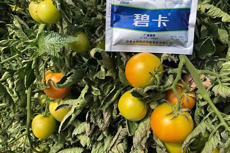 叶面喷施硼肥的最佳时间硼肥应该怎么用