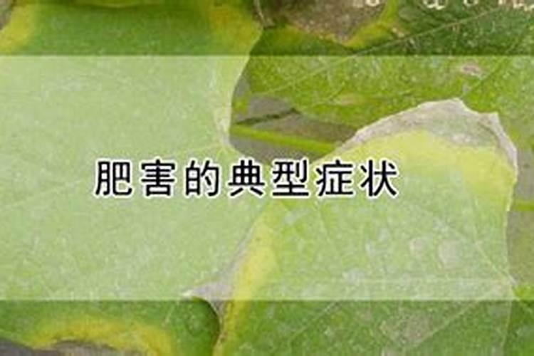 过量施氮肥对蔬菜的危害主要有哪些