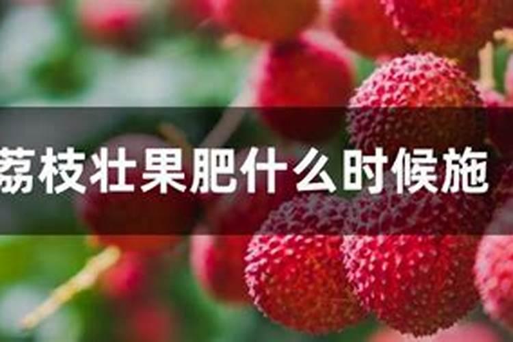 荔枝壮果肥什么时候施