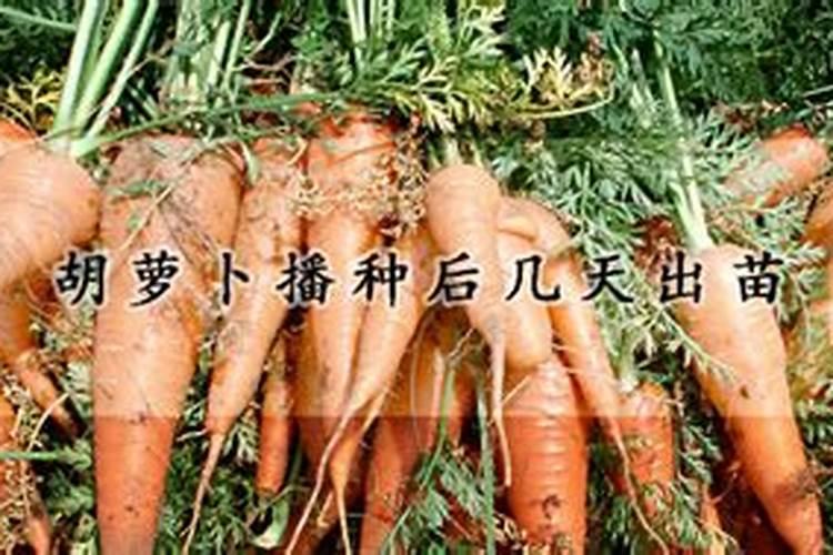 胡萝卜什么时候追肥合适